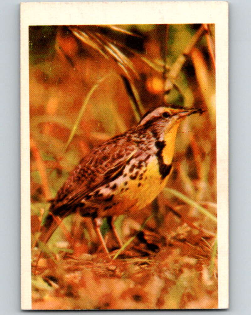 1950 Colorgraphic Birds #18 Meadowlark V78553 Image 1