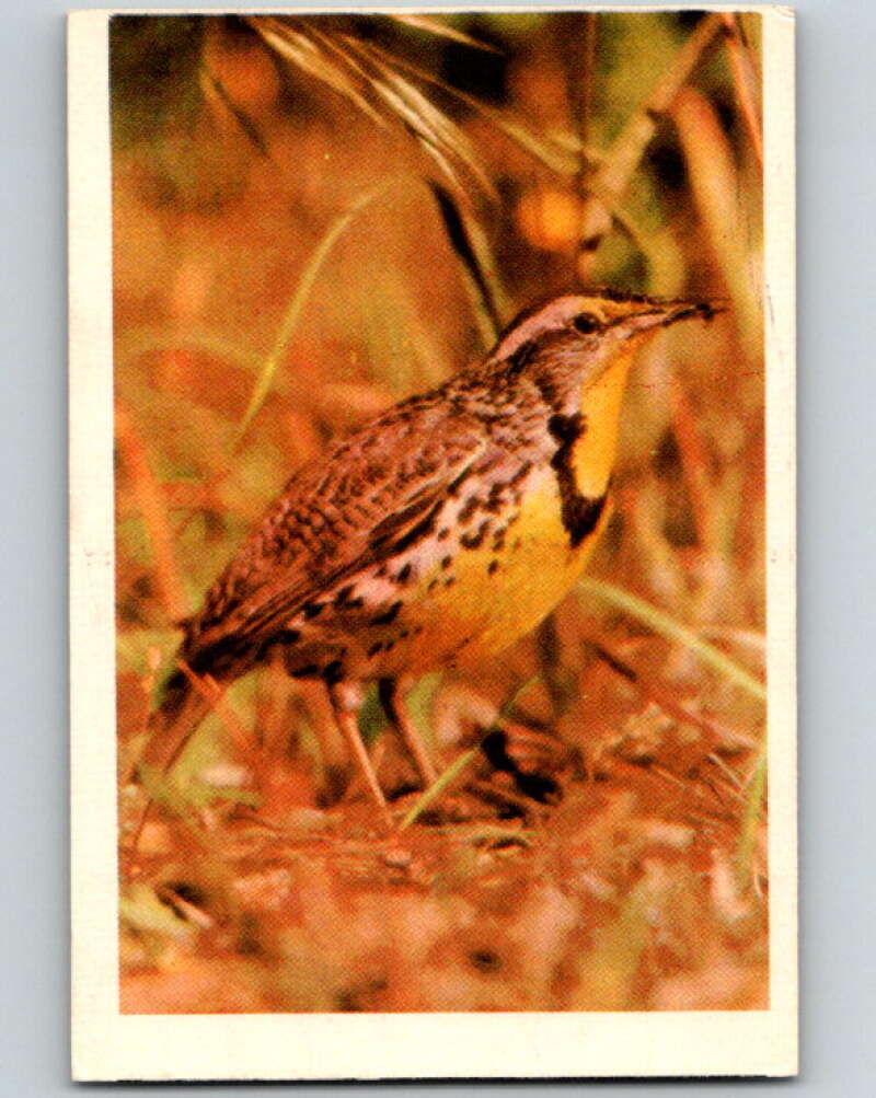 1950 Colorgraphic Birds #18 Meadowlark V78554 Image 1