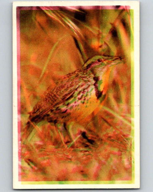 1950 Colorgraphic Birds #18 Meadowlark  V78555 Image 1