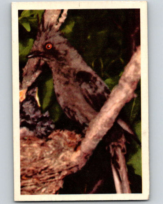 1950 Colorgraphic Birds #19 Phainopepla  V78556 Image 1