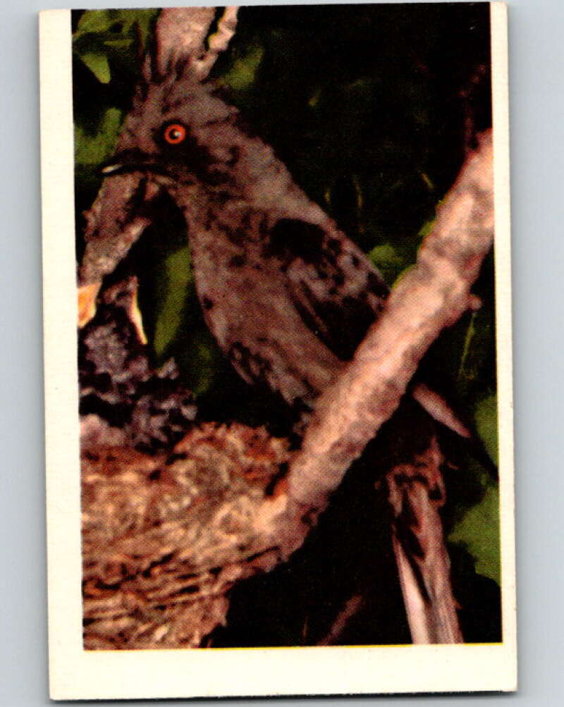 1950 Colorgraphic Birds #19 Phainopepla V78557 Image 1