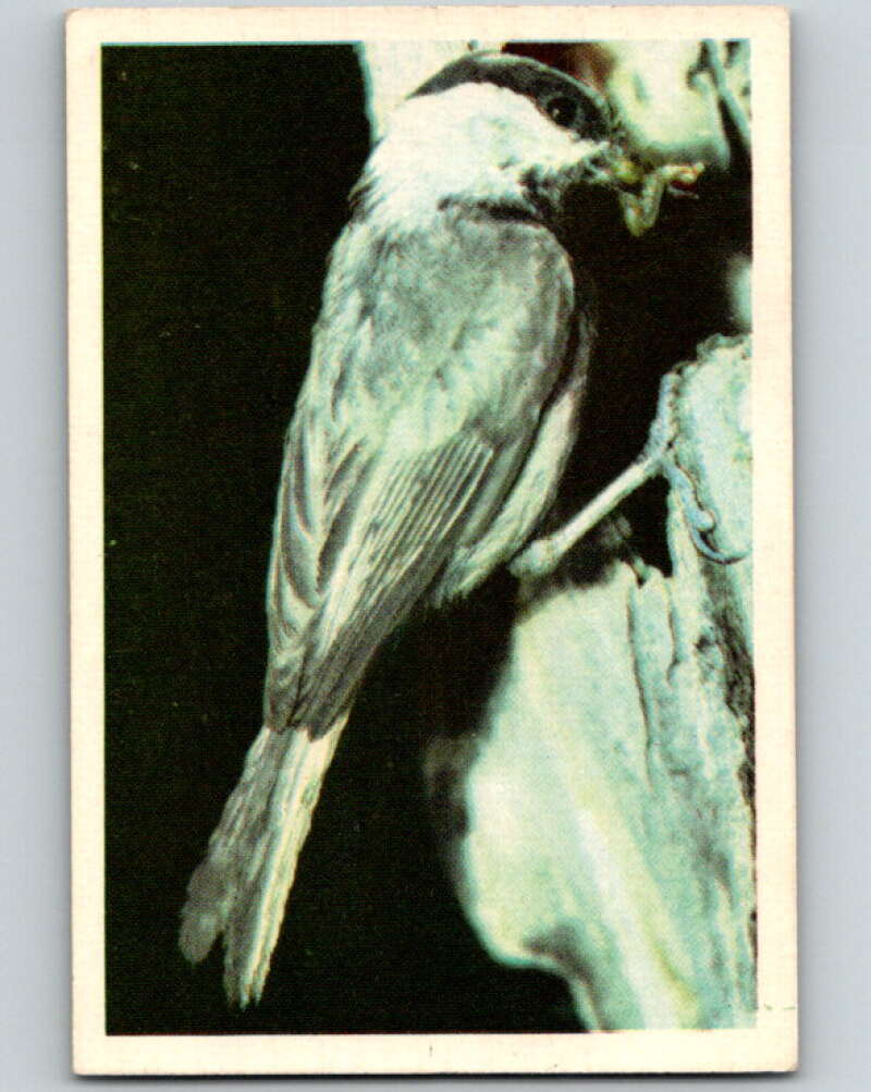 1950 Colorgraphic Birds #20 Mountain Chickadee V78558 Image 1