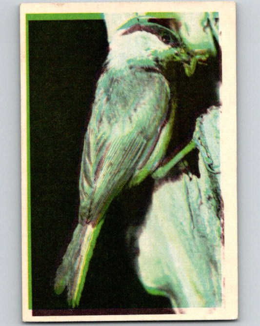 1950 Colorgraphic Birds #20 Mountain Chickadee  V78559 Image 1