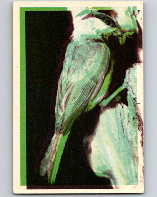 1950 Colorgraphic Birds #20 Mountain Chickadee  V78560 Image 1