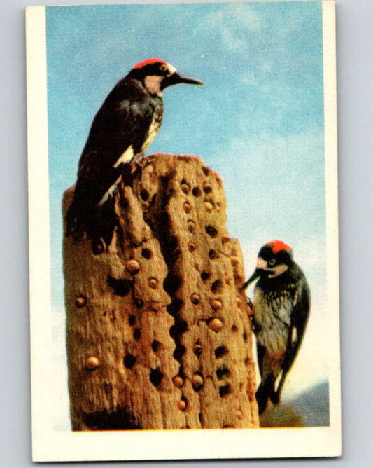 1950 Colorgraphic Birds #21 Acorn Woodpecker  V78561 Image 1