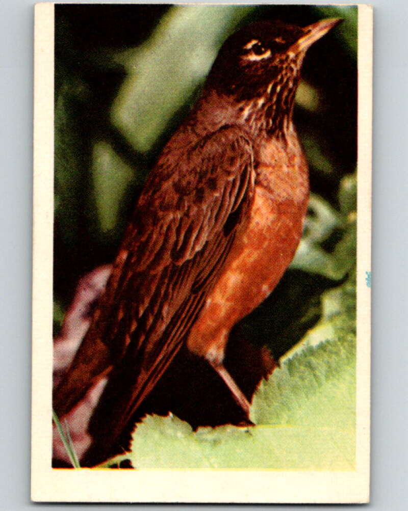 1950 Colorgraphic Birds #22 Robin V78562 Image 1