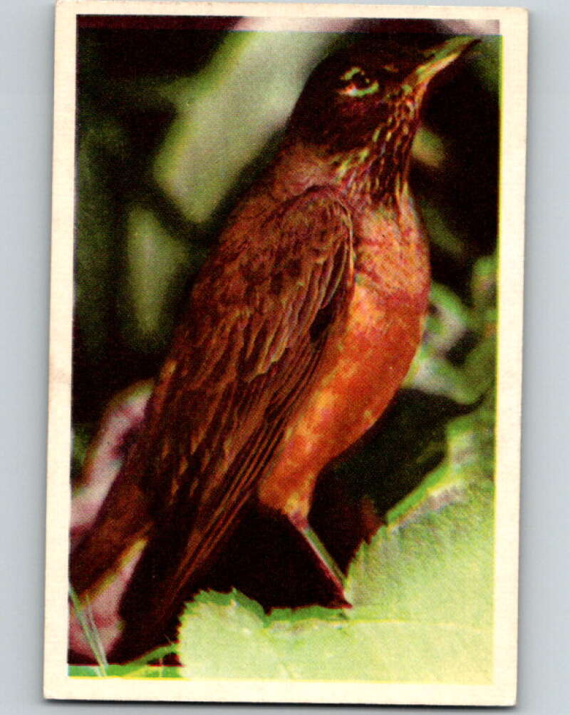 1950 Colorgraphic Birds #22 Robin V78563 Image 1