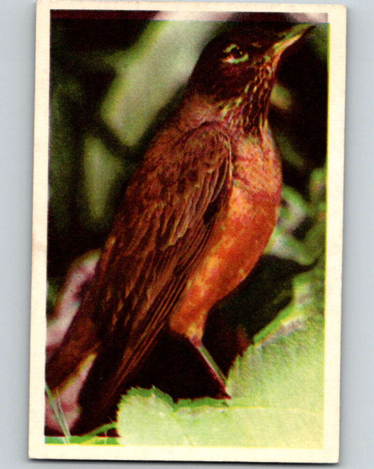 1950 Colorgraphic Birds #22 Robin  V78563 Image 1