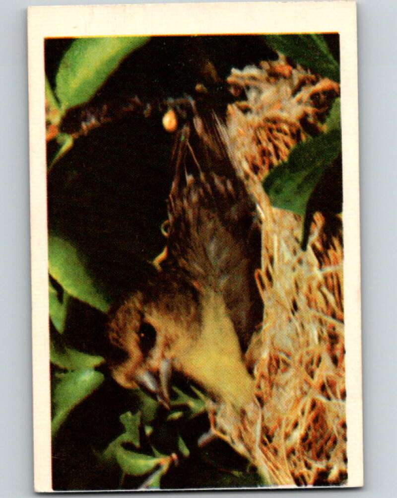 1950 Colorgraphic Birds #23 Green-Backed Goldfinch V78564 Image 1