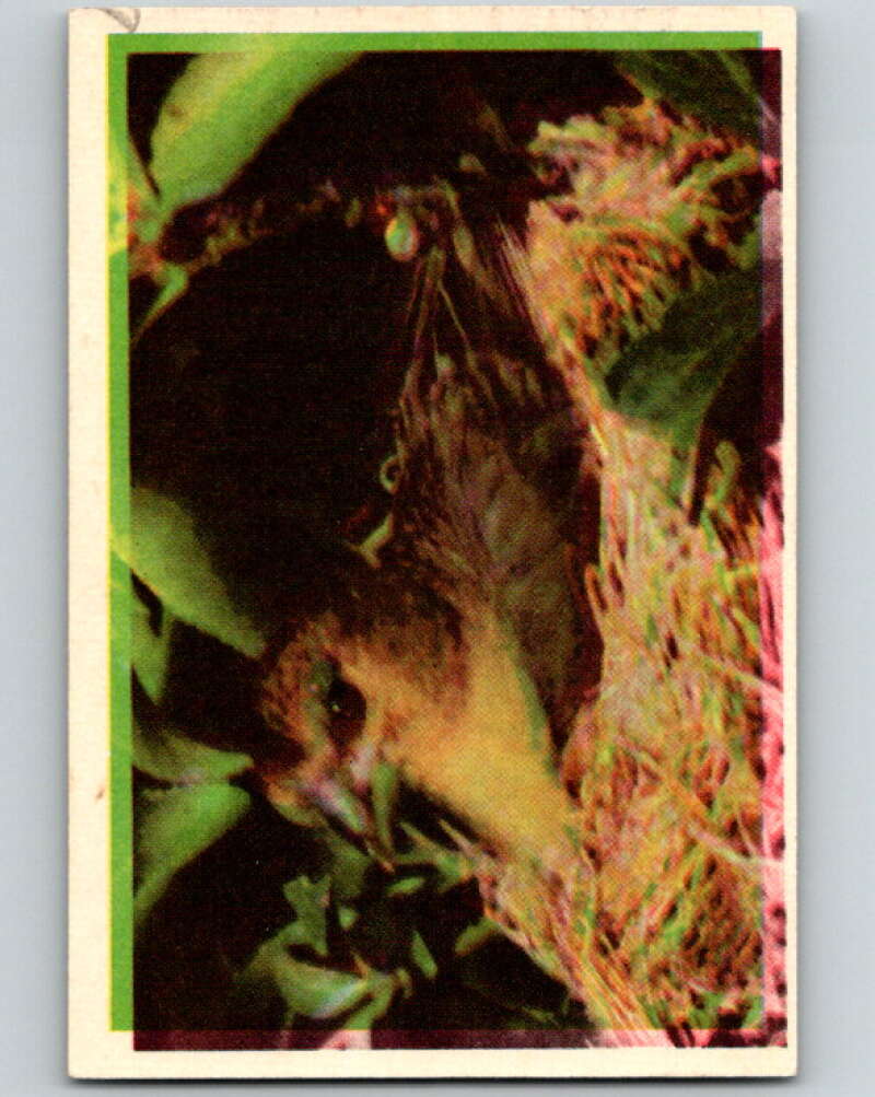 1950 Colorgraphic Birds #23 Green-Backed Goldfinch V78565 Image 1