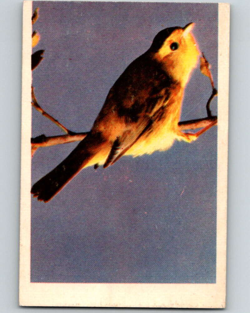 1950 Colorgraphic Birds #24 Pileolated Warbler V78566 Image 1