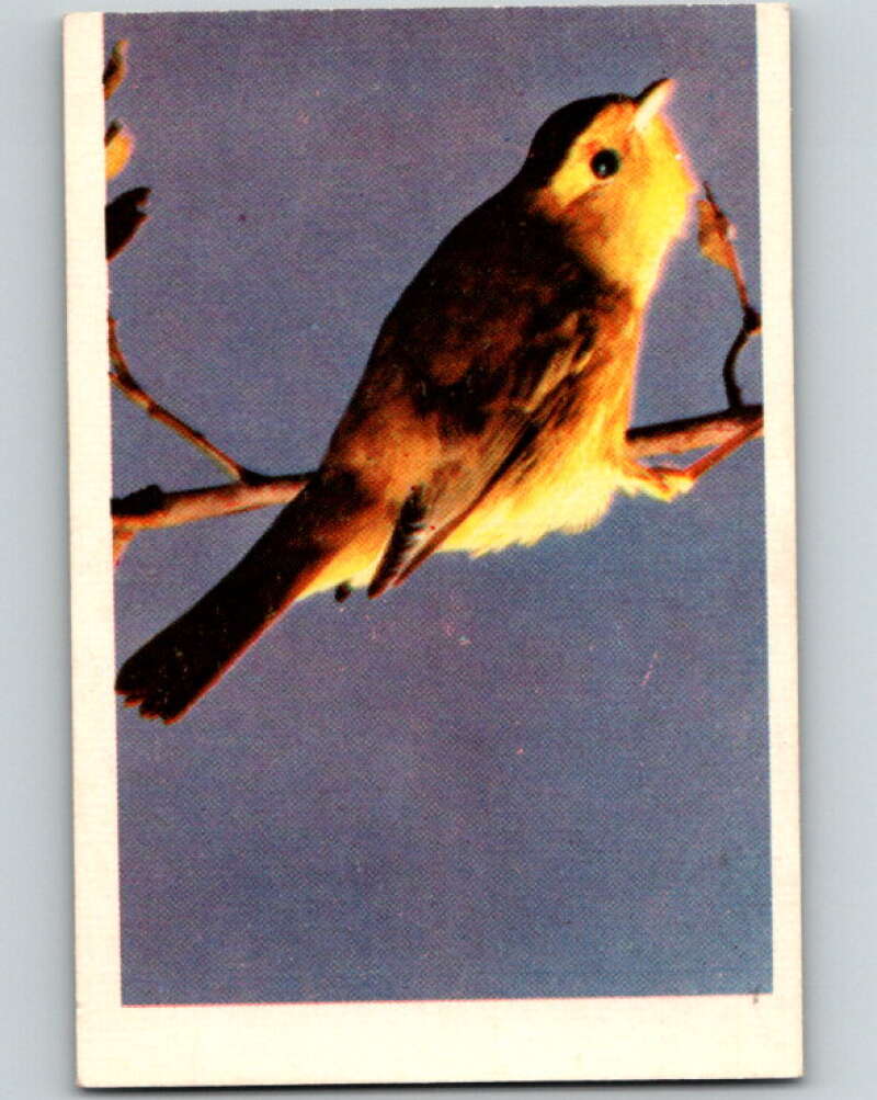 1950 Colorgraphic Birds #24 Pileolated Warbler V78568 Image 1