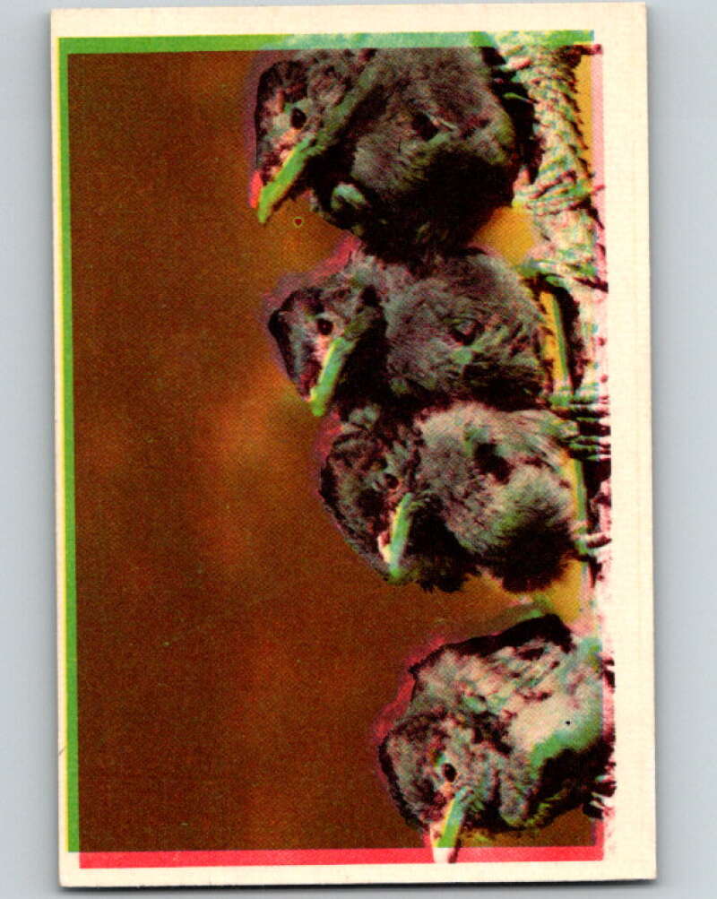 1950 Colorgraphic Birds #25 California Jay V78570 Image 1