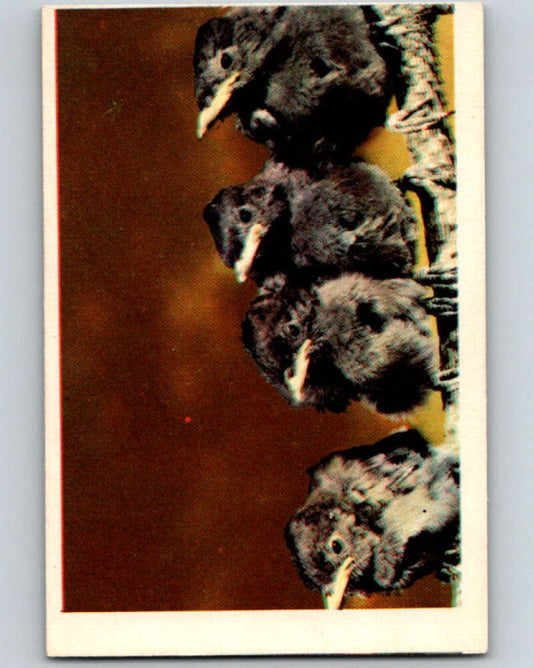 1950 Colorgraphic Birds #25 California Jay  V78571 Image 1
