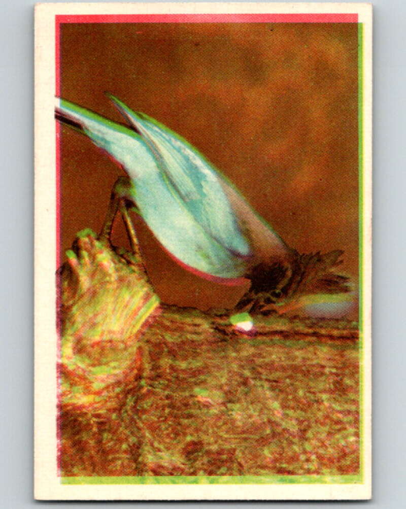 1950 Colorgraphic Birds #26 Steller's Jay V78572 Image 1