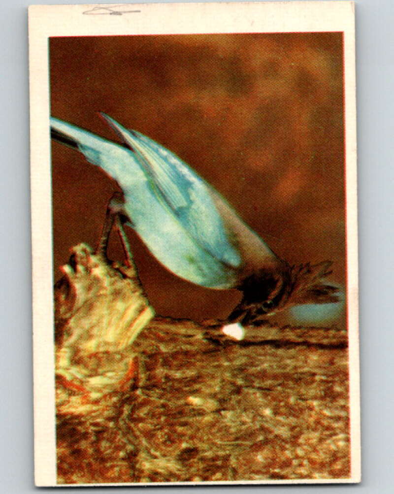 1950 Colorgraphic Birds #26 Steller's Jay V78573 Image 1