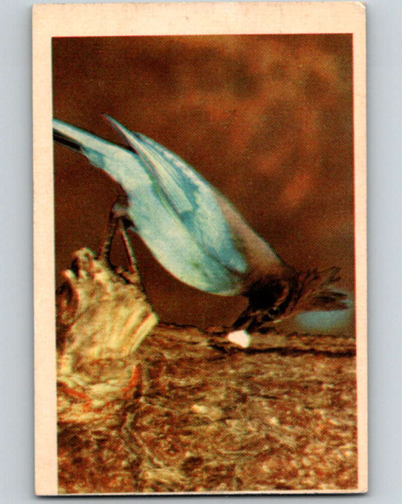 1950 Colorgraphic Birds #26 Steller's Jay V78574 Image 1