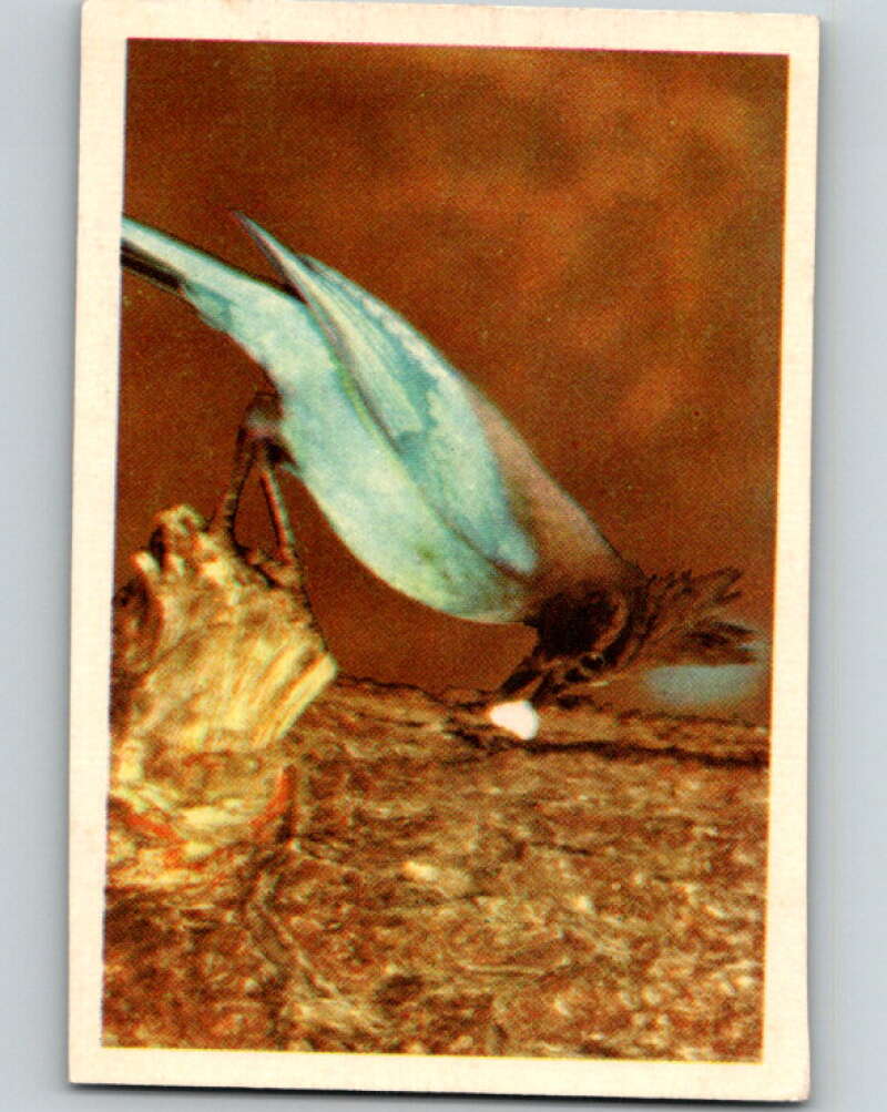 1950 Colorgraphic Birds #26 Steller's Jay V78575 Image 1