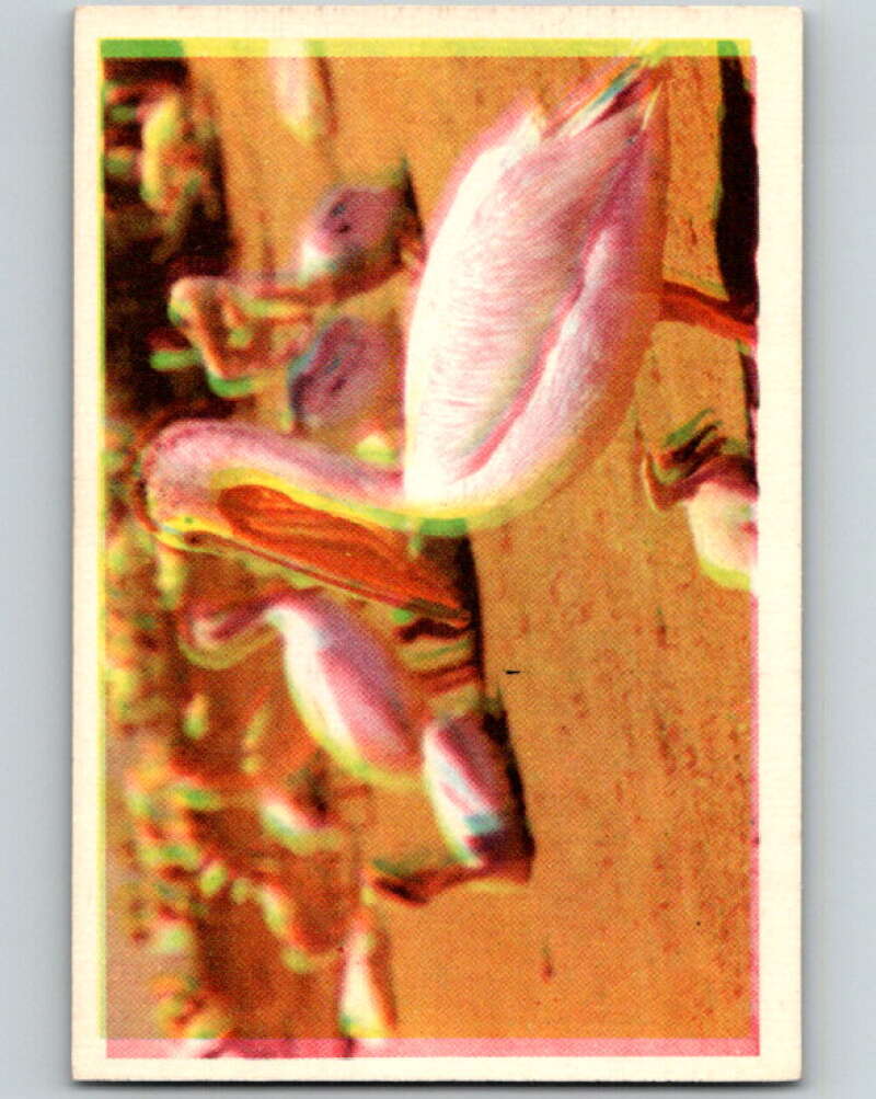 1950 Colorgraphic Birds #27 White Pelican V78576 Image 1