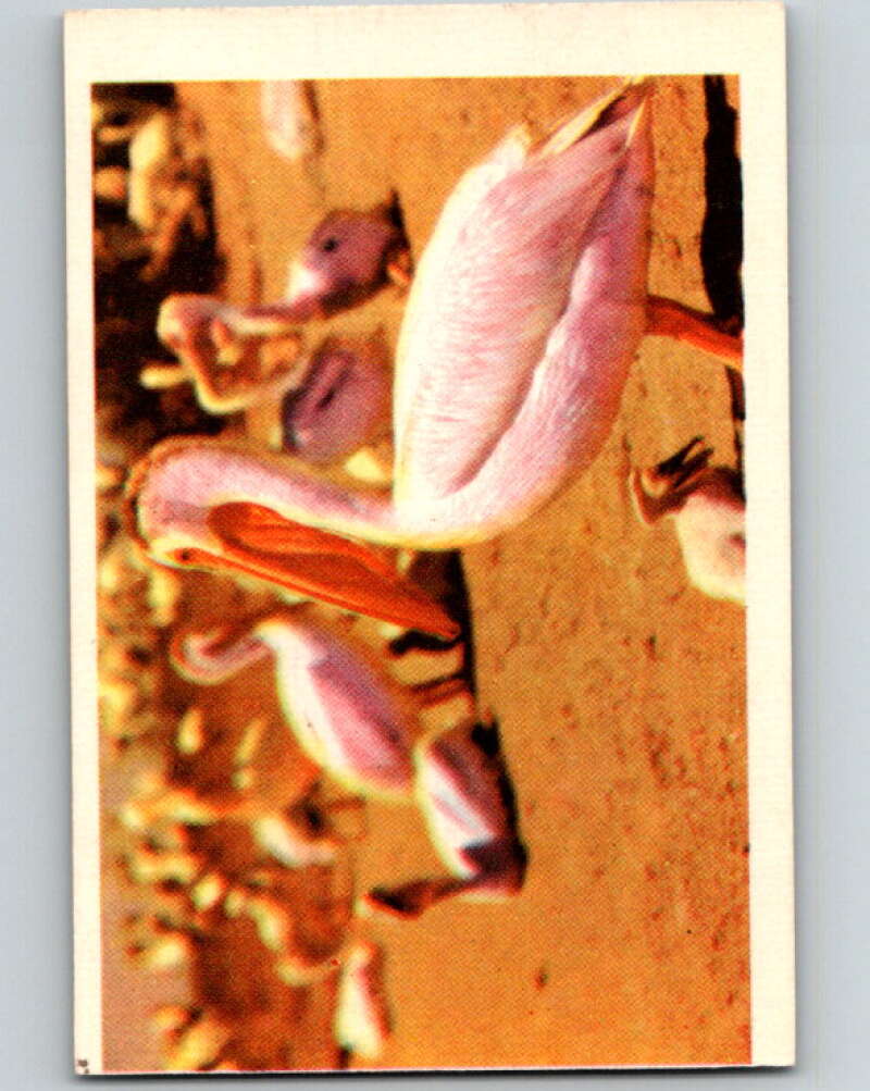1950 Colorgraphic Birds #27 White Pelican V78577 Image 1