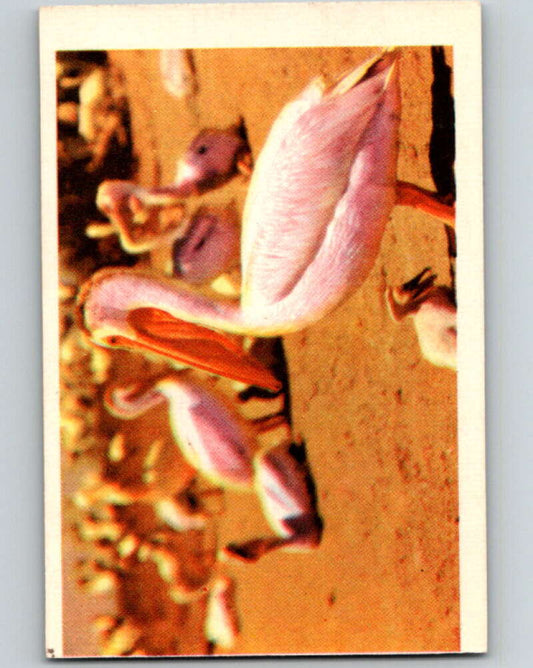 1950 Colorgraphic Birds #27 White Pelican  V78577 Image 1