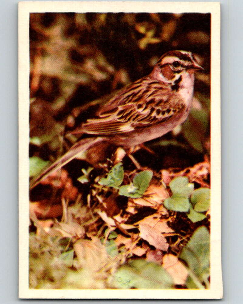 1950 Colorgraphic Birds #28 Lark Sparrow V78579 Image 1