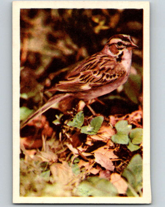 1950 Colorgraphic Birds #28 Lark Sparrow  V78579 Image 1