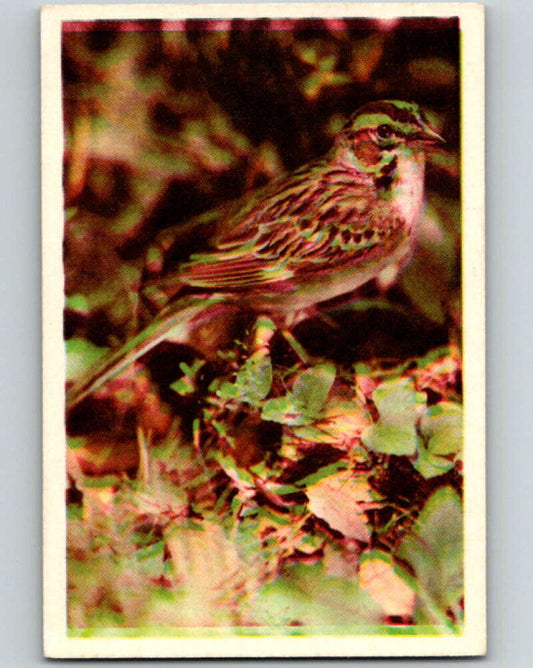 1950 Colorgraphic Birds #28 Lark Sparrow  V78580 Image 1