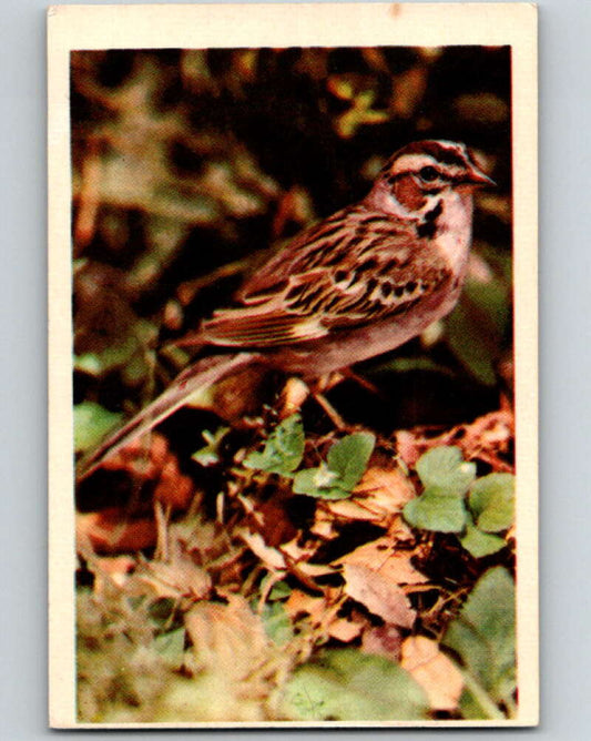 1950 Colorgraphic Birds #28 Lark Sparrow  V78581 Image 1