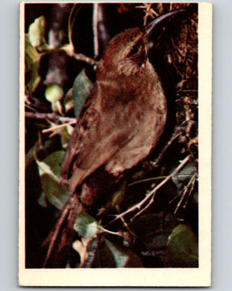 1950 Colorgraphic Birds #29 California Thrasher V78582 Image 1