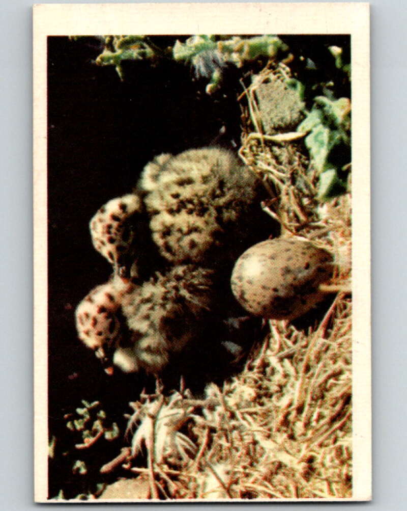 1950 Colorgraphic Birds #30 Western Gull V78583 Image 1