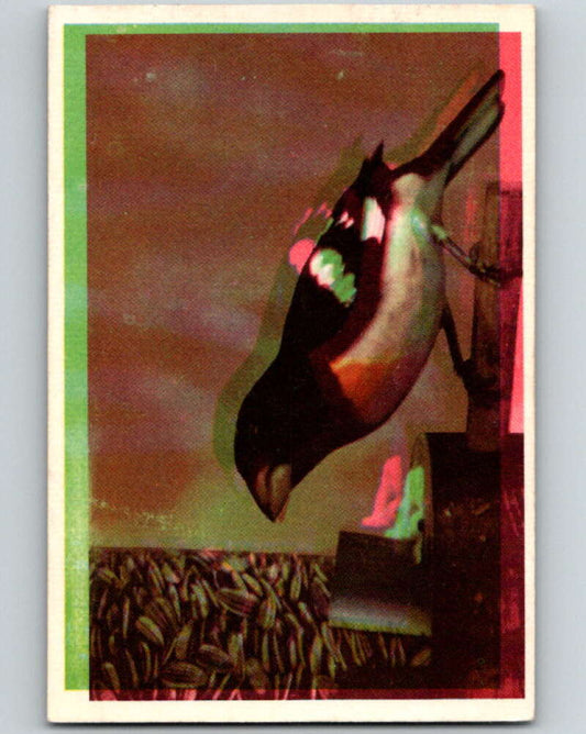1950 Colorgraphic Birds #31 Rose-Breasted Grosbeak  V78585 Image 1