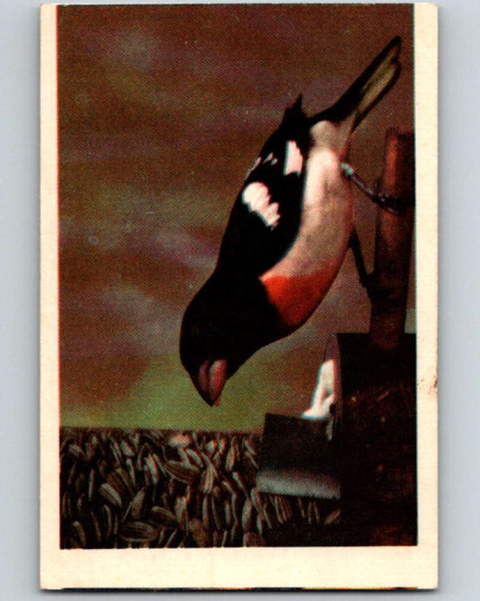 1950 Colorgraphic Birds #31 Rose-Breasted Grosbeak  V78586 Image 1