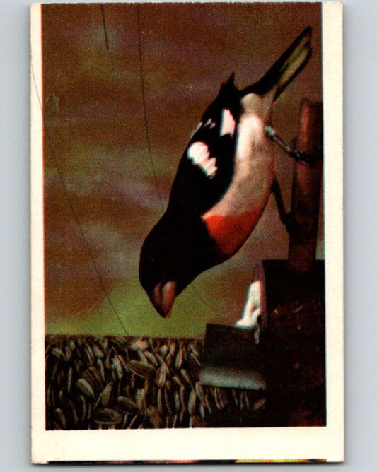 1950 Colorgraphic Birds #31 Rose-Breasted Grosbeak  V78587 Image 1