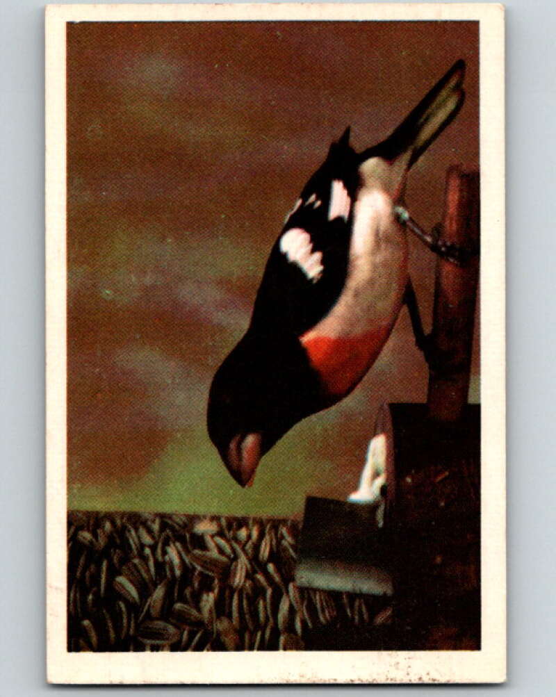1950 Colorgraphic Birds #31 Rose-Breasted Grosbeak V78588 Image 1
