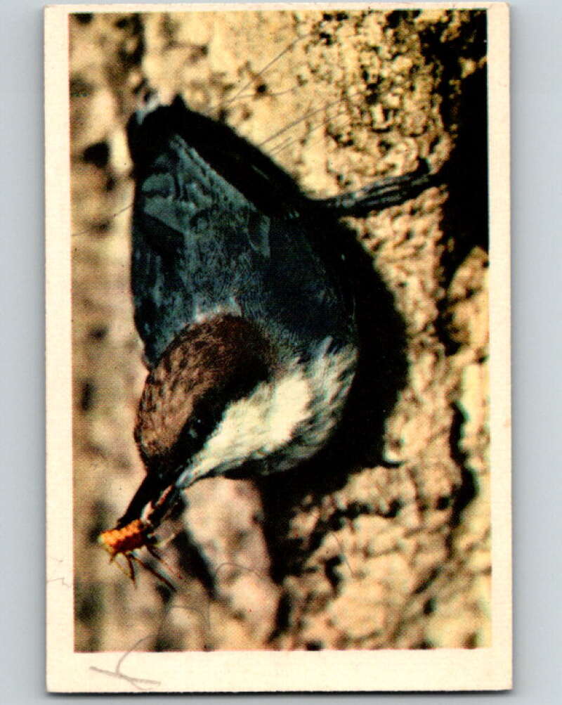 1950 Colorgraphic Birds #32 Pigmy Nuthatch V78589 Image 1
