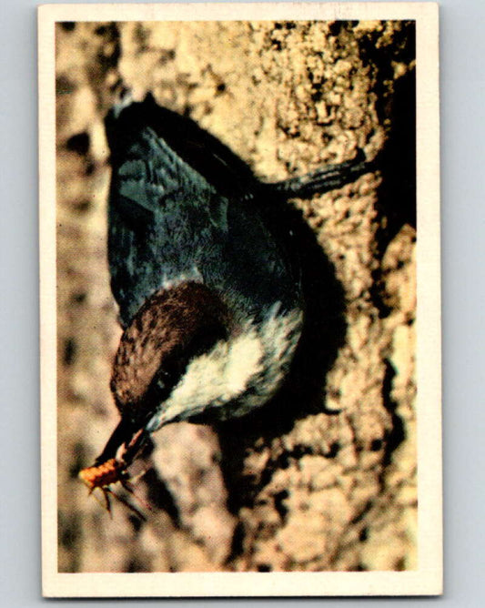 1950 Colorgraphic Birds #32 Pigmy Nuthatch  V78590 Image 1