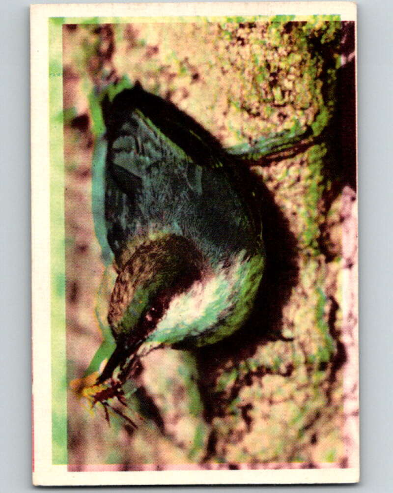 1950 Colorgraphic Birds #32 Pigmy Nuthatch V78591 Image 1