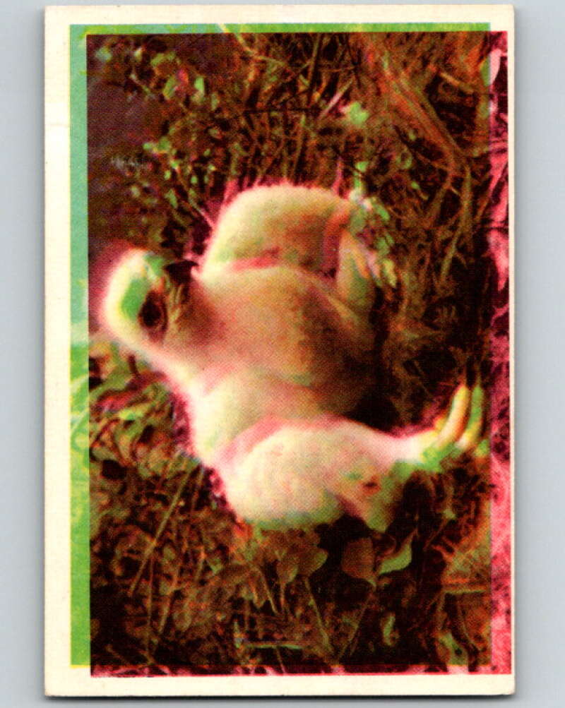 1950 Colorgraphic Birds #33 Golden Eagle V78592 Image 1