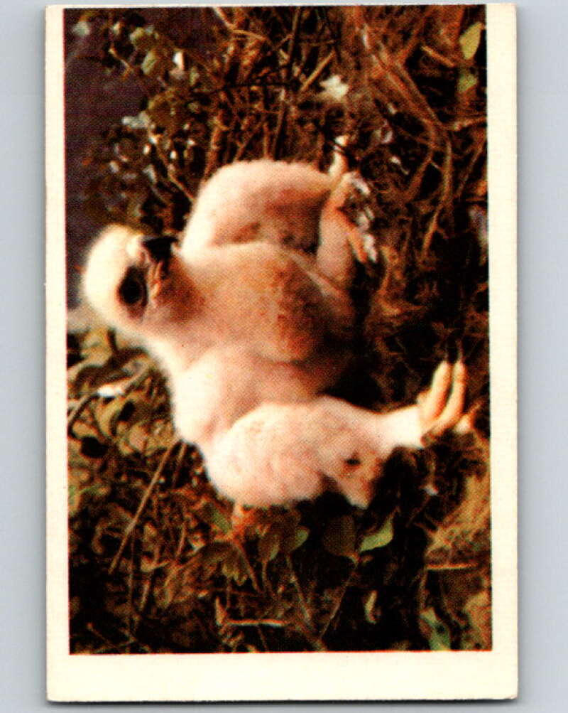 1950 Colorgraphic Birds #33 Golden Eagle V78593 Image 1