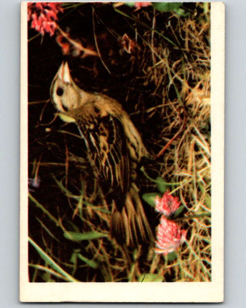 1950 Colorgraphic Birds #34 Bobolink V78595 Image 1