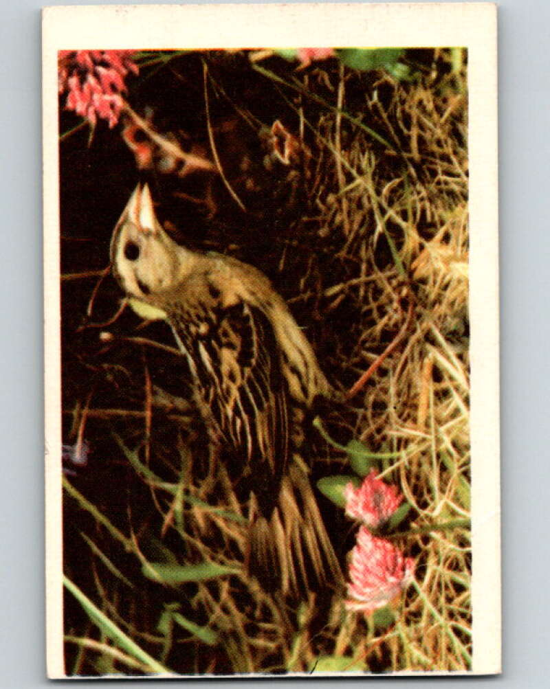 1950 Colorgraphic Birds #34 Bobolink V78596 Image 1