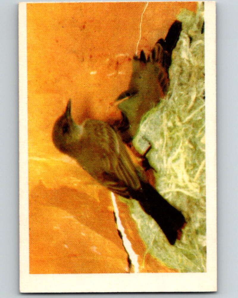 1950 Colorgraphic Birds #35 Say's Phoebe V78597 Image 1