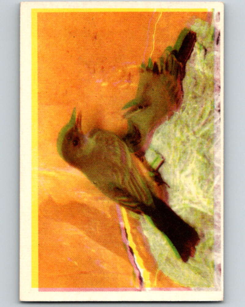 1950 Colorgraphic Birds #35 Say's Phoebe V78598 Image 1