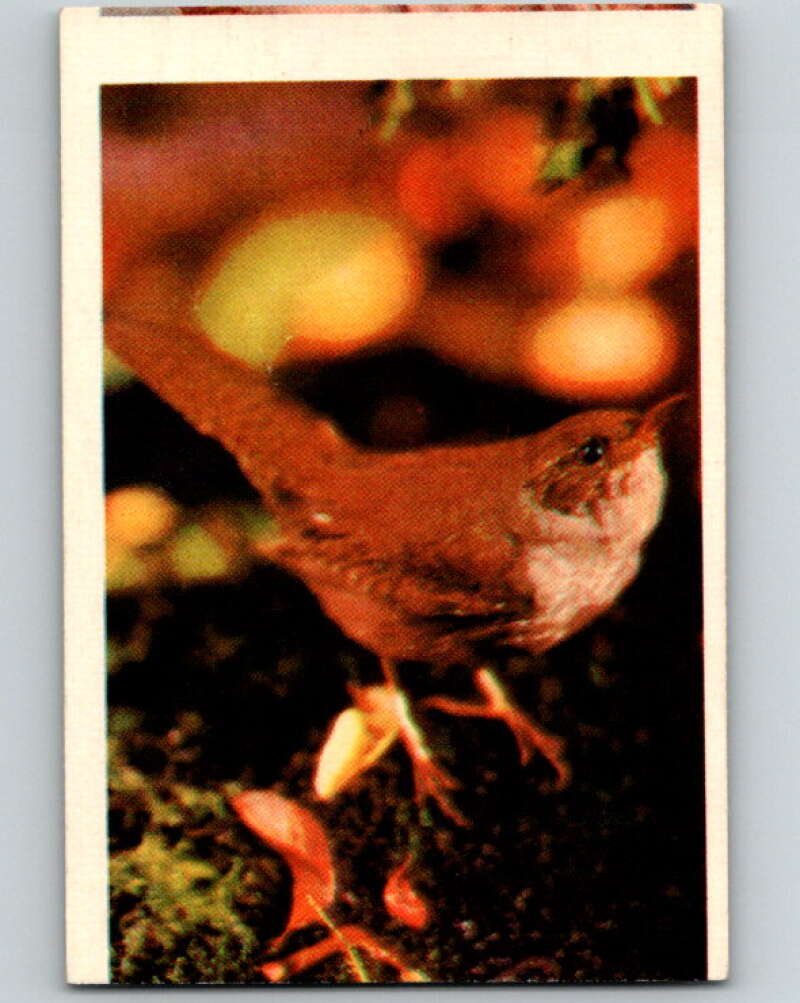 1950 Colorgraphic Birds #37 House Wren V78599 Image 1