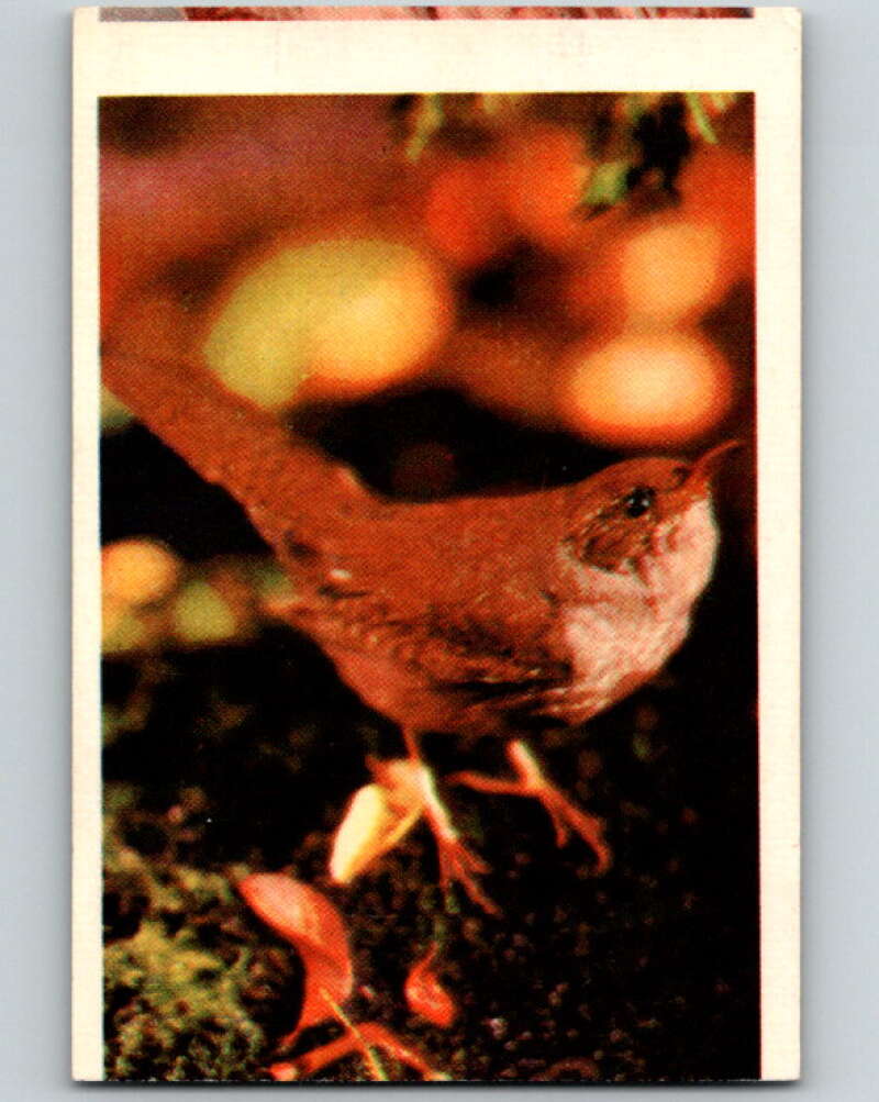 1950 Colorgraphic Birds #37 House Wren V78600 Image 1