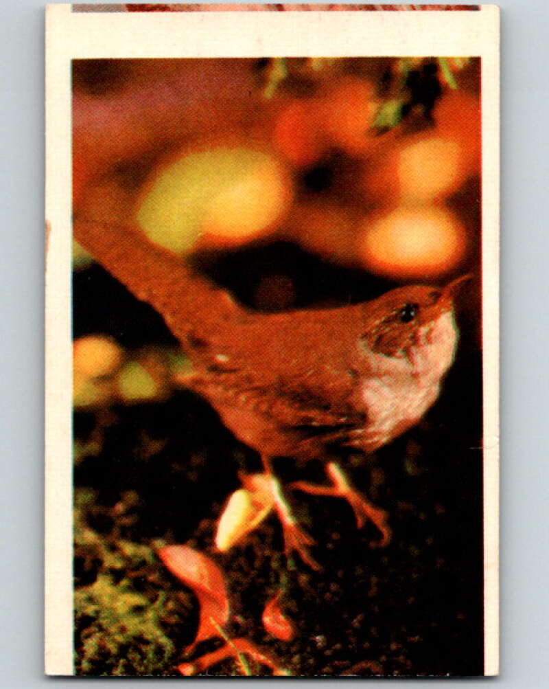 1950 Colorgraphic Birds #37 House Wren V78601 Image 1