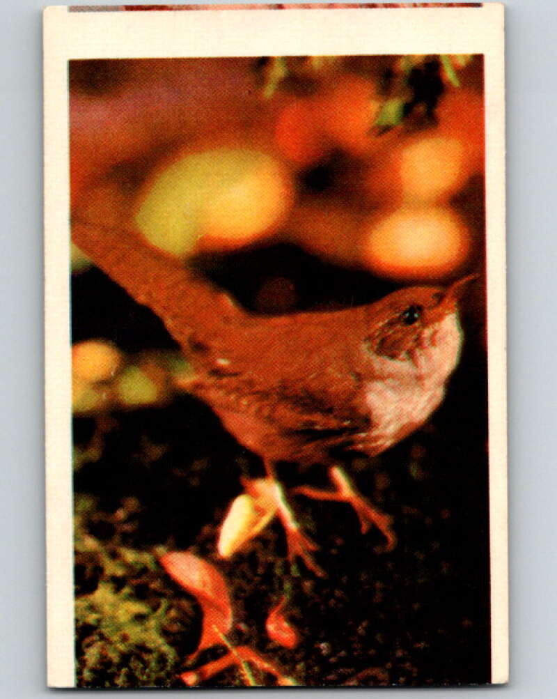 1950 Colorgraphic Birds #37 House Wren V78602 Image 1
