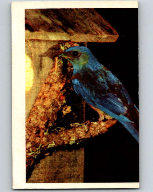 1950 Colorgraphic Birds #38 Bluebird  V78603 Image 1