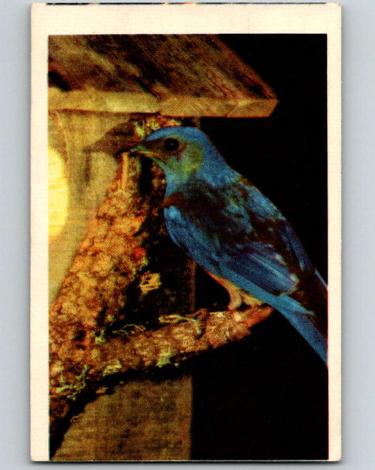 1950 Colorgraphic Birds #38 Bluebird  V78604 Image 1